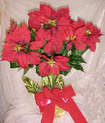 poinsettia-plain_small.jpeg